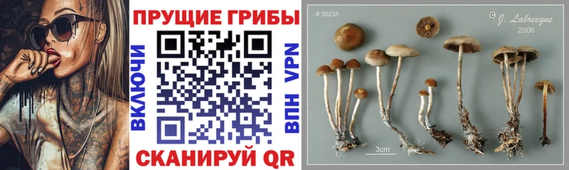 купить  цена  Киселёвск  Галлюциногенные грибы прущие грибы 